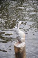 Einzige Hase auf der Haseninsel