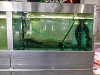 Wenn dieser Fisch nicht frisch ist, dann weiß ich auch nicht...