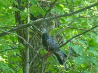 Auch den Vögeln gefällt der Park des Peterhofs.