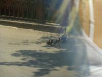 Auf dem Rückweg nach St. Petersburg erregte noch eine kleine Entenfamilie unsere Aufmerksamkeit.