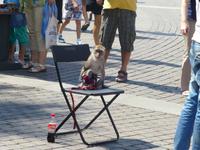 Gegen den ein oder anderen Rubel konnte man sich hier auch mit einem Äffchen fotografieren lassen.