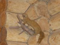 Dieser kleine Geselle hatte vermutlich ein Auge auf unser Essen geworfen.