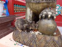 Russland, Burjatien,  hungriges Kätzchen im budd. Kloster Iwolginsk