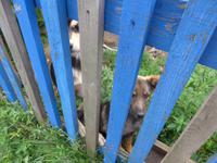 Russland, Baikalsee, Polovinnia, 14 Menschen und Hunde