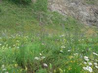 Russland, Baikalsee, Polovinnia, Blumen an der Bahnstrecke