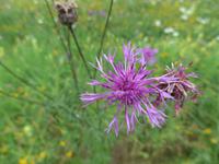 Russland, Baikalsee, Polovinnia, Blumen an der Bahnstrecke