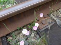 Russland, Baikalsee, Polovinnia, Blumen an der Bahnstrecke