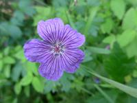 Russland, Baikalsee, Polovinnia, Blumen an der Bahnstrecke