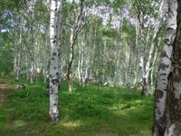 Russland, Baikalsee, Polovinnia, Weg zum 