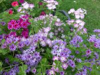 Russland, Baikalsee, Polovinnia, Blumen im  