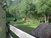 Russland, Baikalsee, Polovinnia, Kuh und Pferd im 