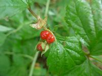 Russland, Baikalsee, Polovinnia, Waldbeeren
