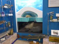 Russland, Listvjanka, im Baikalmuseum