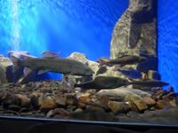 Russland, Listvjanka, Fische im Baikalmuseum