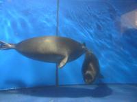 Russland, Listvjanka, Baikalrobben im Baikalmuseum