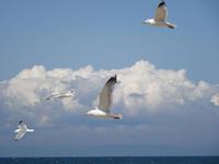 Russland, Selengadelta, Möwen warten auf Picknick-Reste