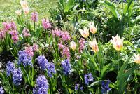 Frühling in Peterhof