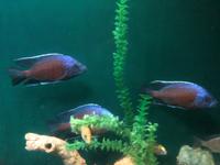 Baikalmuseum- Aquarium