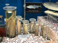 Baikalmuseum