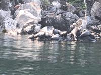 Baikalrobben