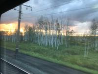 Birkenwald
