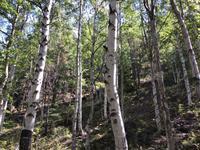 Birkenwald