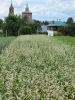 Buchweizenfeld