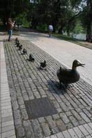 Entenfamilie