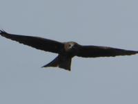 Falke