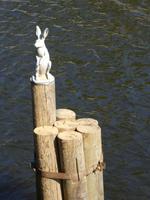 Hase