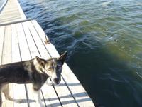 Hund
