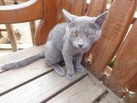 Katze