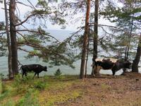 Kuhtrail am Baikal?