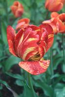 Peterhofer Tulpen