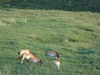 Przewalski-Pferde
