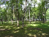 Wir spazierten durch den Park von Peterhof