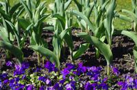 erste Blumen