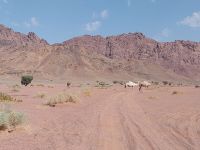 von Tabuk nach Dissah