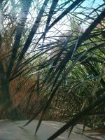 Fahrt mit Geländewagen im Wadi Dissah 