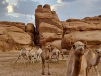 Kamele unterwegs