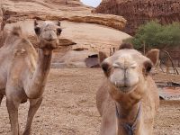 neugierig oder hungrig?