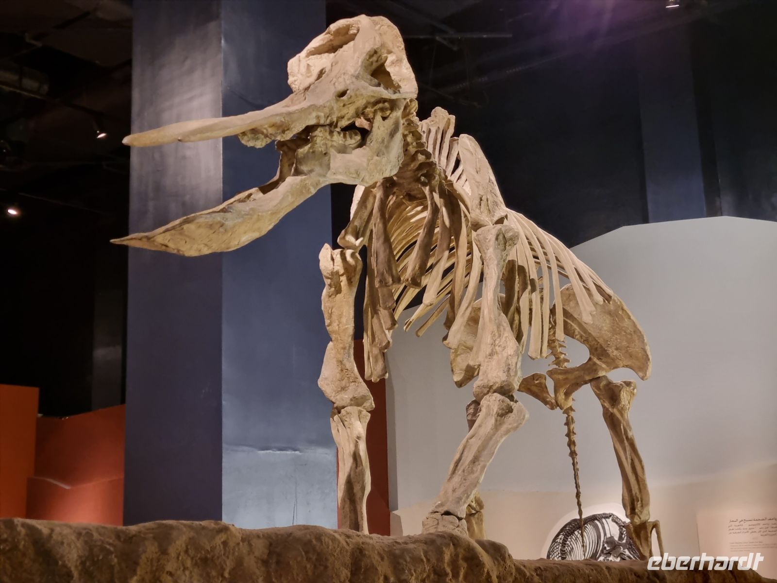 Riad - Nationalmuseum von Saudi-Arabien (Elefantenskelett)