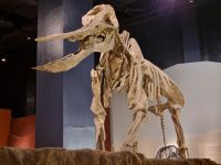 Riad - Nationalmuseum von Saudi-Arabien (Elefantenskelett)