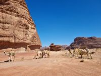 Ausflug Wadi Al Lawz