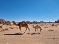 Ausflug Wadi Al Lawz