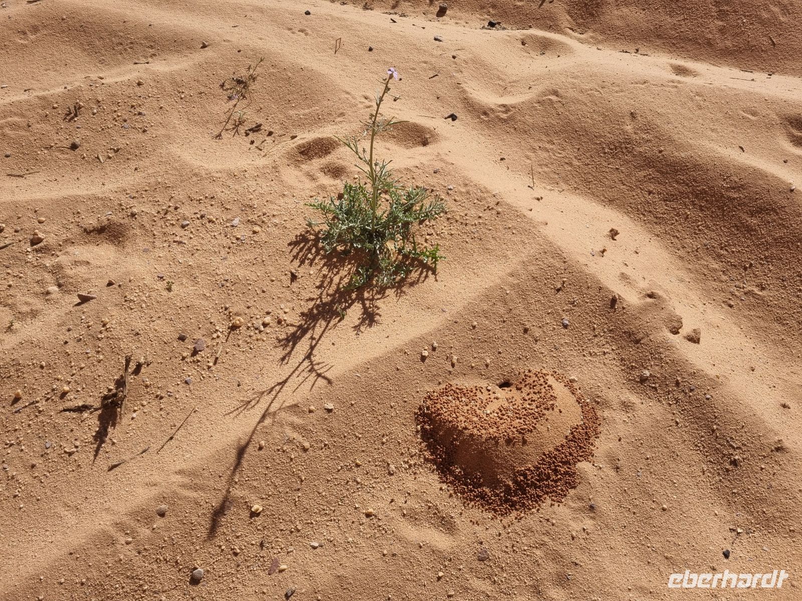 Ausflug Wadi Al Lawz (Ameisennest)
