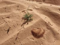 Ausflug Wadi Al Lawz (Ameisennest)