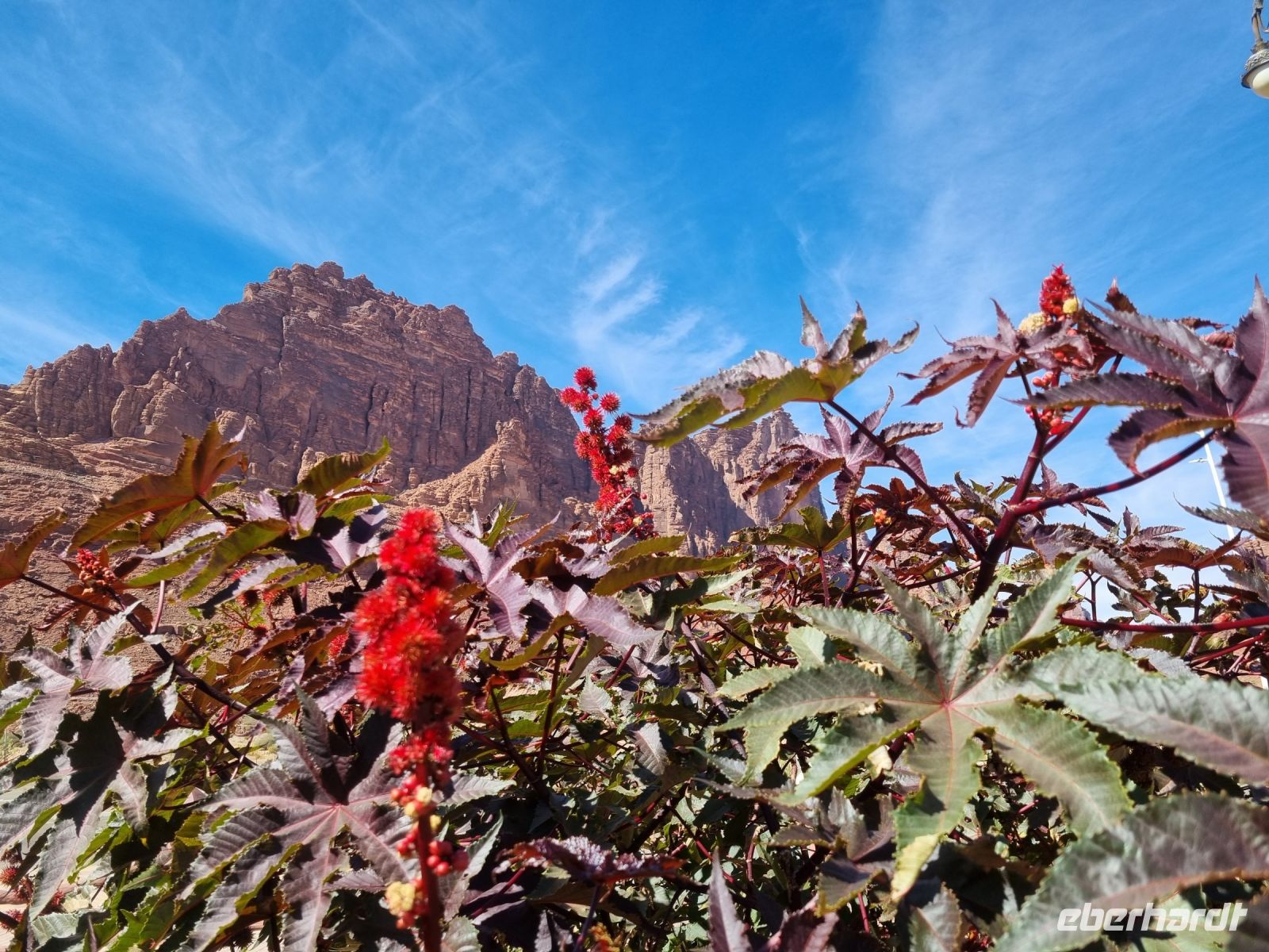 Wadi Al Disah (Rizinus-Baum)