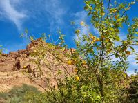 Wadi Al Disah - Mittags-Picknick auf einer Farm