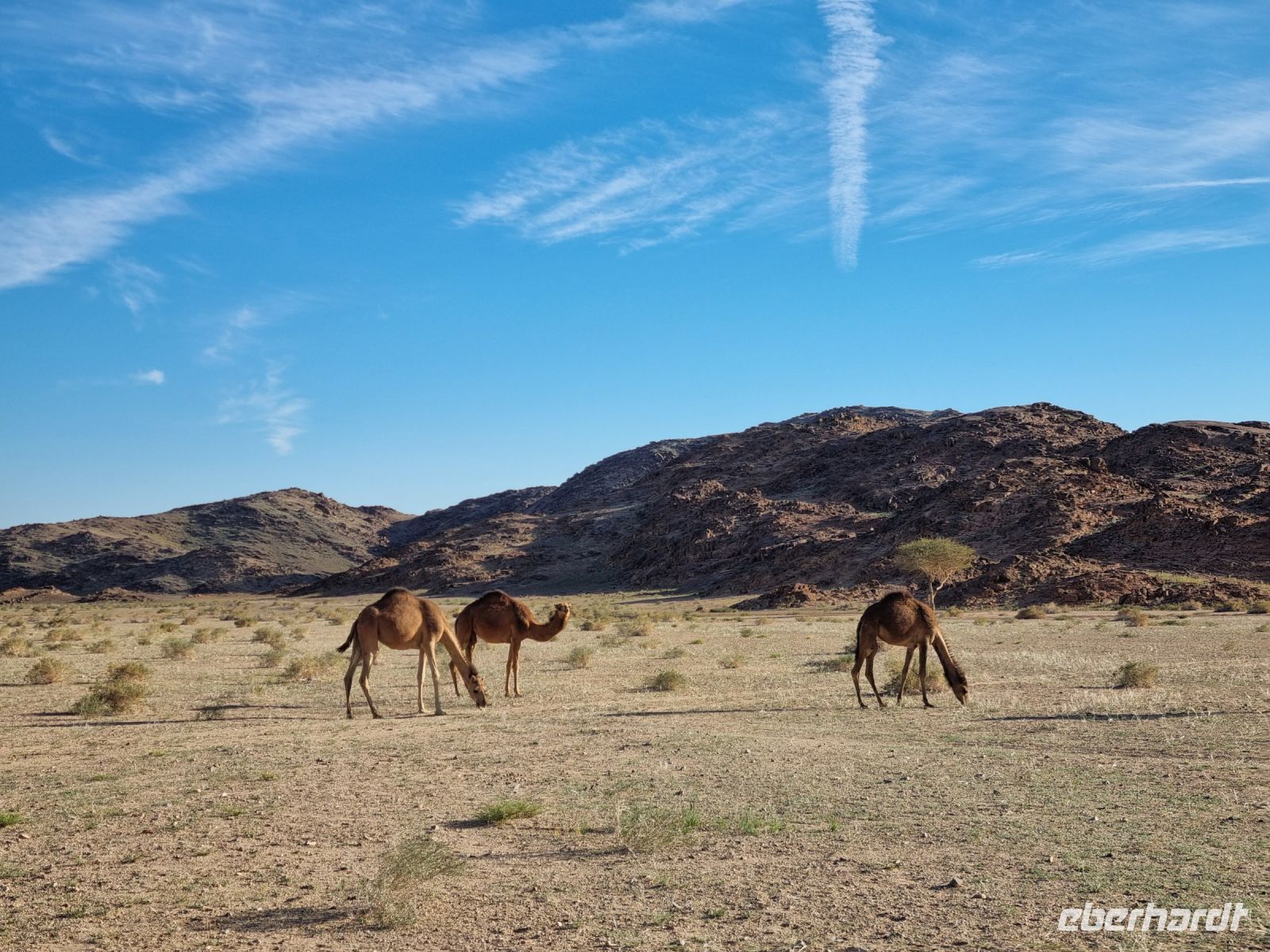 auf dem Weg nach Al-Ula...
